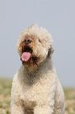 LAGOTTO 127